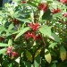 Florida Anise